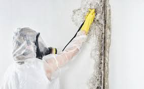 Biohazard Mold Removal in Spencerville, MD